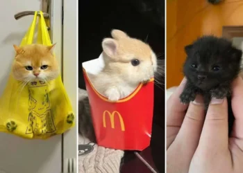 Three cute kittens: one in a bag, one in a fries box, one tiny black kitten held in hand