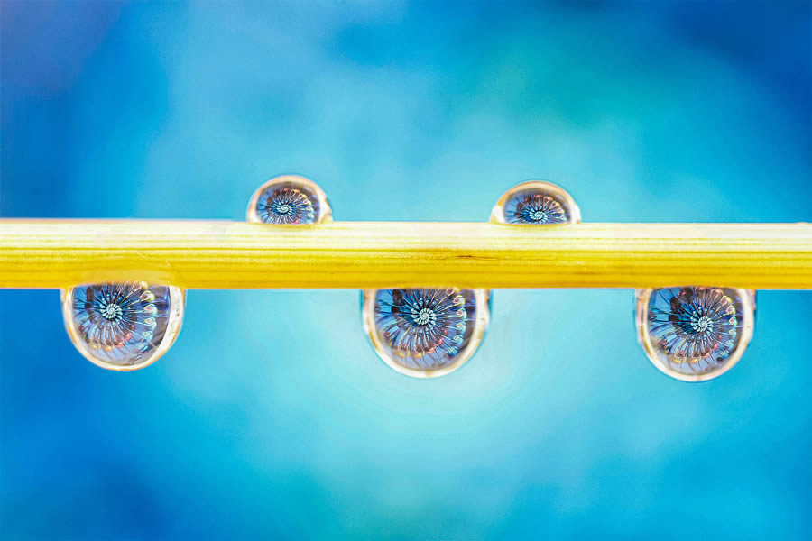 A macro photo of water droplets aligned on a thin stem, each droplet reflecting detailed flower patterns against a bright blue background.