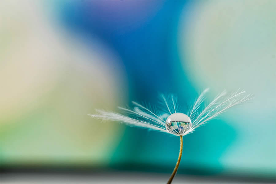 A macro photo of a water droplet balanced on dandelion seeds, with fine strands visible against a soft blurred colorful background.