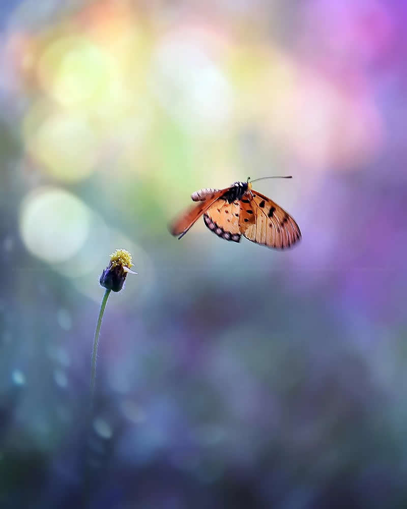 A macro photo of a butterfly flying near a small flower against a colorful blurred background with soft bokeh and pastel tones. 