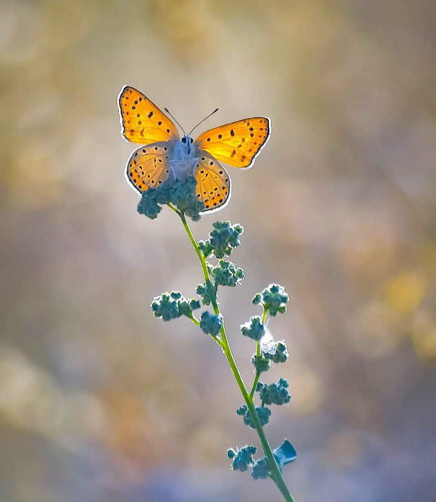 A macro photo of an orange butterfly perched on a thin plant stem, with wings spread and softly lit against a blurred background.