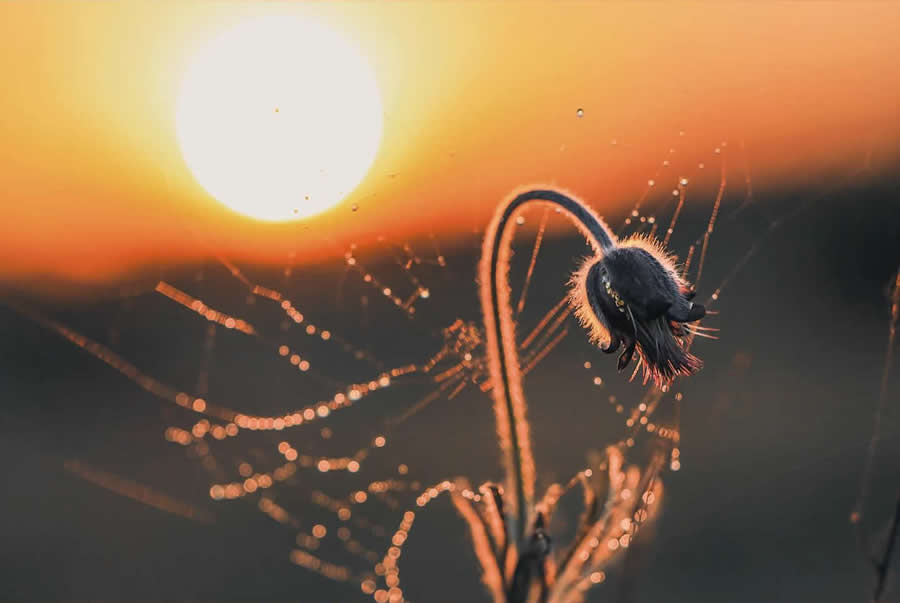 A macro photo of a small flower illuminated by sunset, with delicate spider webs sparkling around it against a warm blurred background.