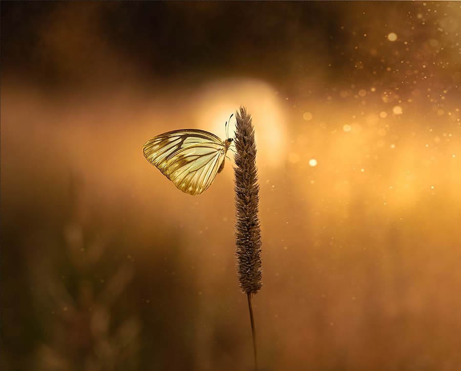 Macro photo of a butterfly perched on a tall grass stem, illuminated by warm golden light with a soft, glowing background.
