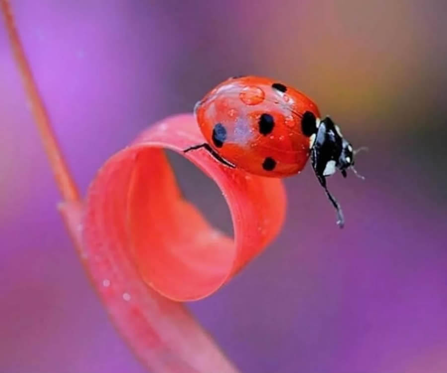 Macro photo of a red ladybug perched on a curled leaf, with a soft purple and pink blurred background.