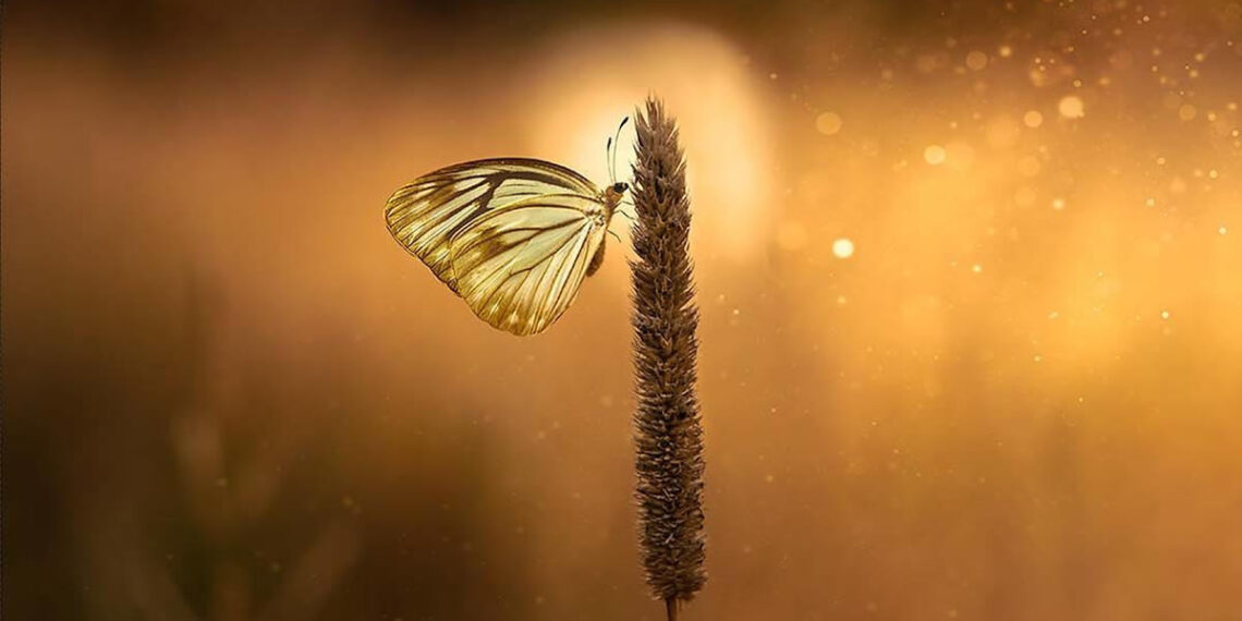 The Suburban Jungle: Why Your American Backyard is a World-Class Macro Photography Studio