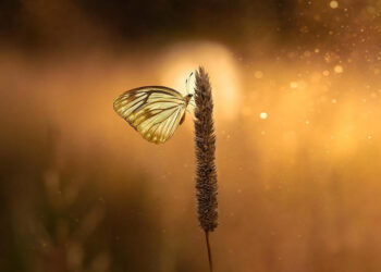 The Suburban Jungle: Why Your American Backyard is a World-Class Macro Photography Studio