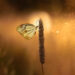 The Suburban Jungle: Why Your American Backyard is a World-Class Macro Photography Studio 71 The Suburban Jungle: Why Your American Backyard is a World-Class Macro Photography Studio