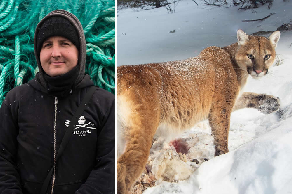 The Call of the Wild: 10 American Wildlife Photographers Redefining Nature Photography in 2026 18 Jeff Wirth remote camera trap photography of a mountain lion in the American wilderness, expert ecological storytelling 2026.