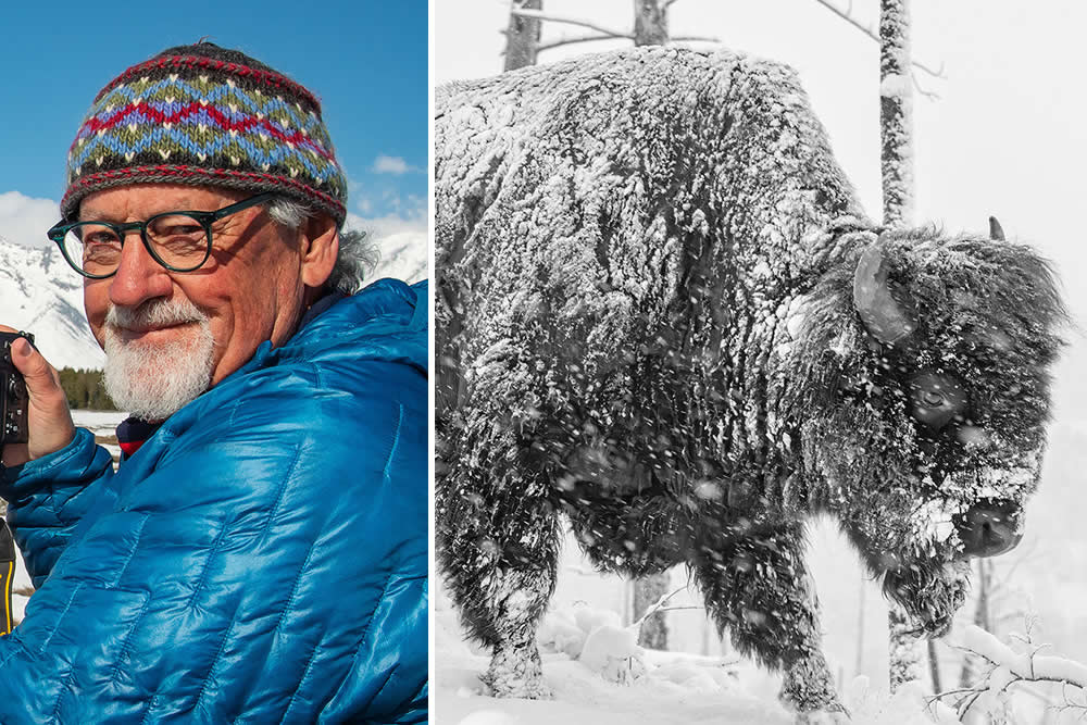 The Call of the Wild: 10 American Wildlife Photographers Redefining Nature Photography in 2026 19 Thomas Mangelsen iconic grizzly bear photography in the Greater Yellowstone Ecosystem, legendary American nature photographer 2026.