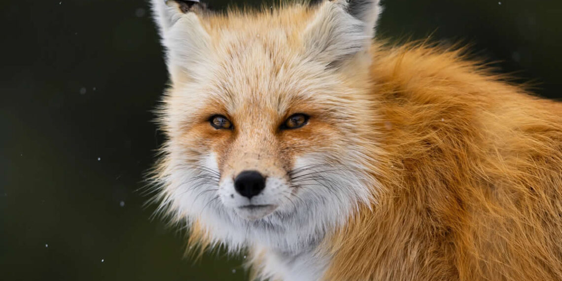 The Call of the Wild: 10 American Wildlife Photographers Redefining Nature Photography in 2026 11 10 American Wildlife Photographers Redefining Nature in 2026