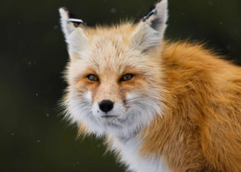 10 American Wildlife Photographers Redefining Nature in 2026