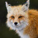 10 American Wildlife Photographers Redefining Nature in 2026
