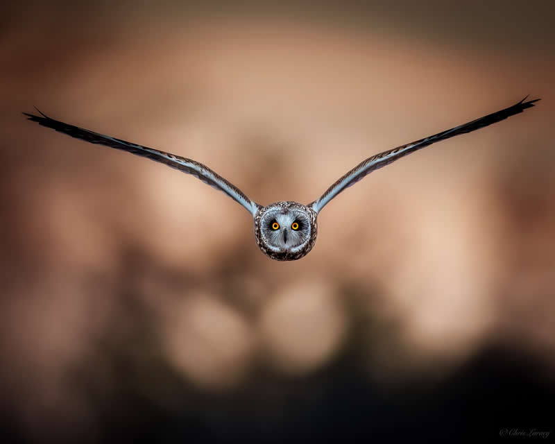 A great grey owl glides silently toward the camera with wings fully extended, its bright yellow eyes locked forward, set against a smooth, warm-toned blurred background, capturing a dramatic and focused moment in mid-flight.