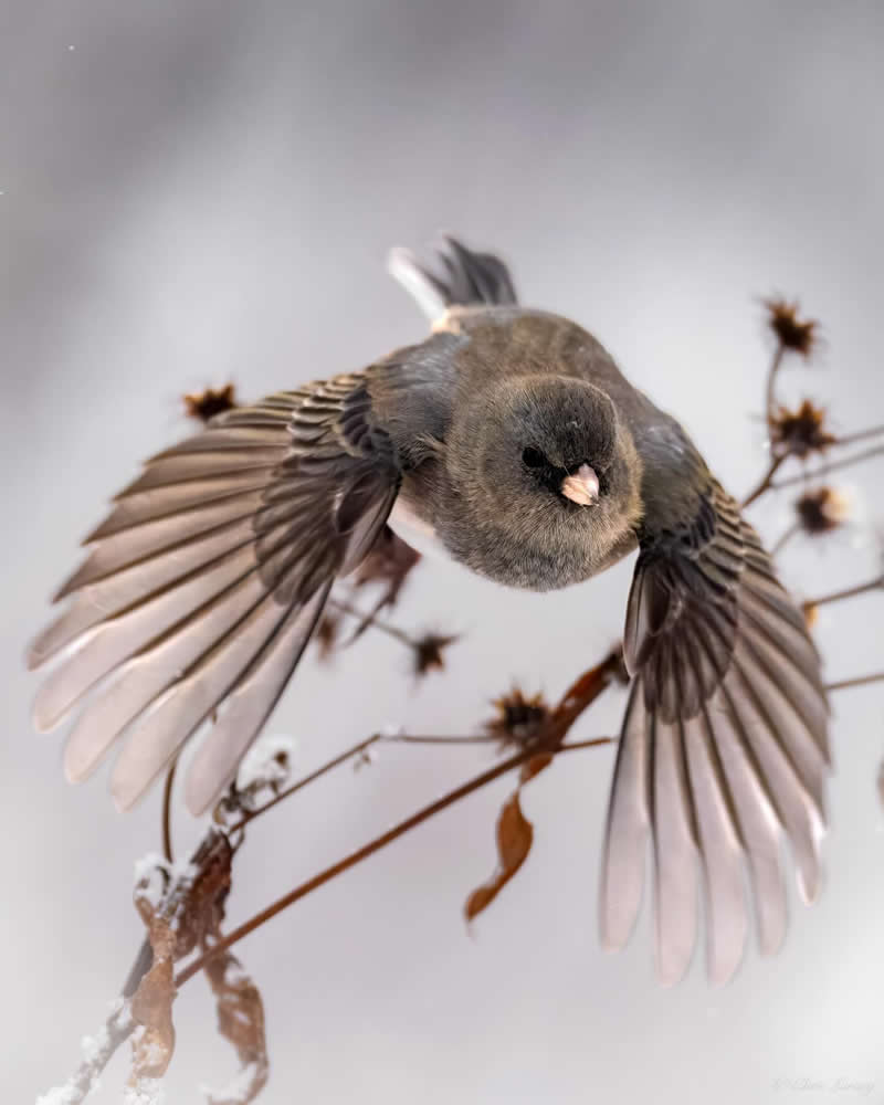 A dark-eyed junco flies toward the camera with wings fully spread, captured mid-air above dried winter plants, set against a soft, snowy background, highlighting delicate feather details and a calm seasonal atmosphere.