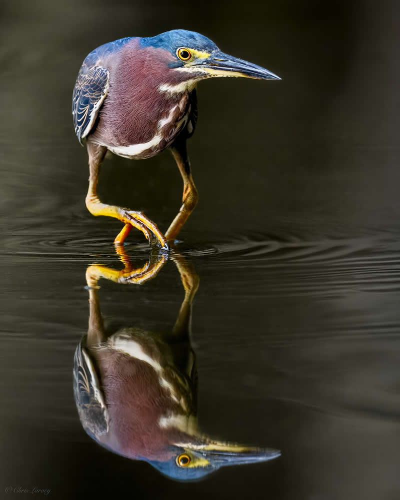 A green heron carefully steps through shallow water, its colorful plumage and sharp beak clearly visible, with a near-perfect reflection mirrored beneath it, creating a calm and striking composition against a dark, smooth background.
