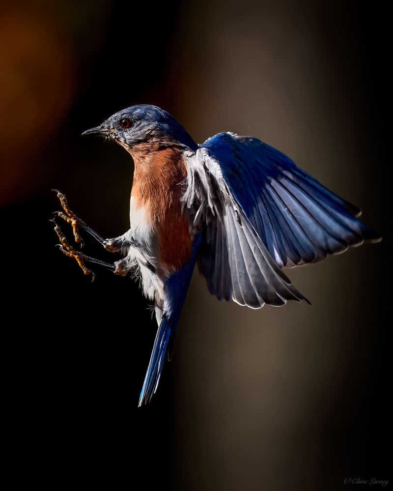 An eastern bluebird hovers mid-air with wings fully spread and claws extended, its vibrant blue and warm orange feathers highlighted against a dark blurred background, capturing a dynamic and detailed moment in flight.