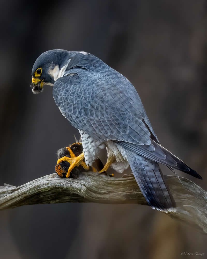 A peregrine falcon perches on a branch while feeding on its prey, gripping it with sharp yellow talons, showcasing detailed gray plumage and intense focus against a softly blurred background.