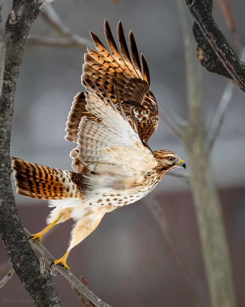 A red-tailed hawk launches from a tree branch with wings fully spread, showcasing detailed feather patterns and warm tones, captured mid-takeoff against a softly blurred natural background.