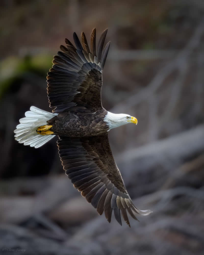 A bald eagle glides through the air with wings fully extended, showing detailed dark feathers and a bright white head and tail, captured against a softly blurred rocky background in a powerful and graceful flight moment.