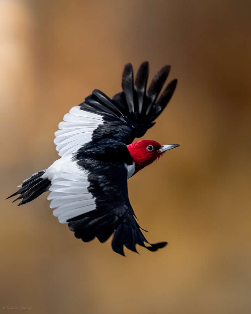 A red-headed woodpecker flies mid-air with wings spread wide, displaying striking black and white feathers and a vivid red head, set against a smooth warm-toned background, capturing motion and bold color contrast.