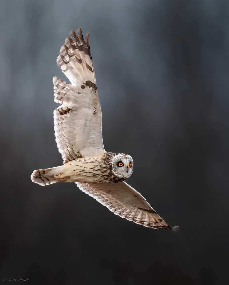 A short-eared owl glides gracefully through the air with wings fully extended, its bright yellow eyes focused forward, captured against a soft, dark blurred background highlighting its pale patterned feathers and silent flight.