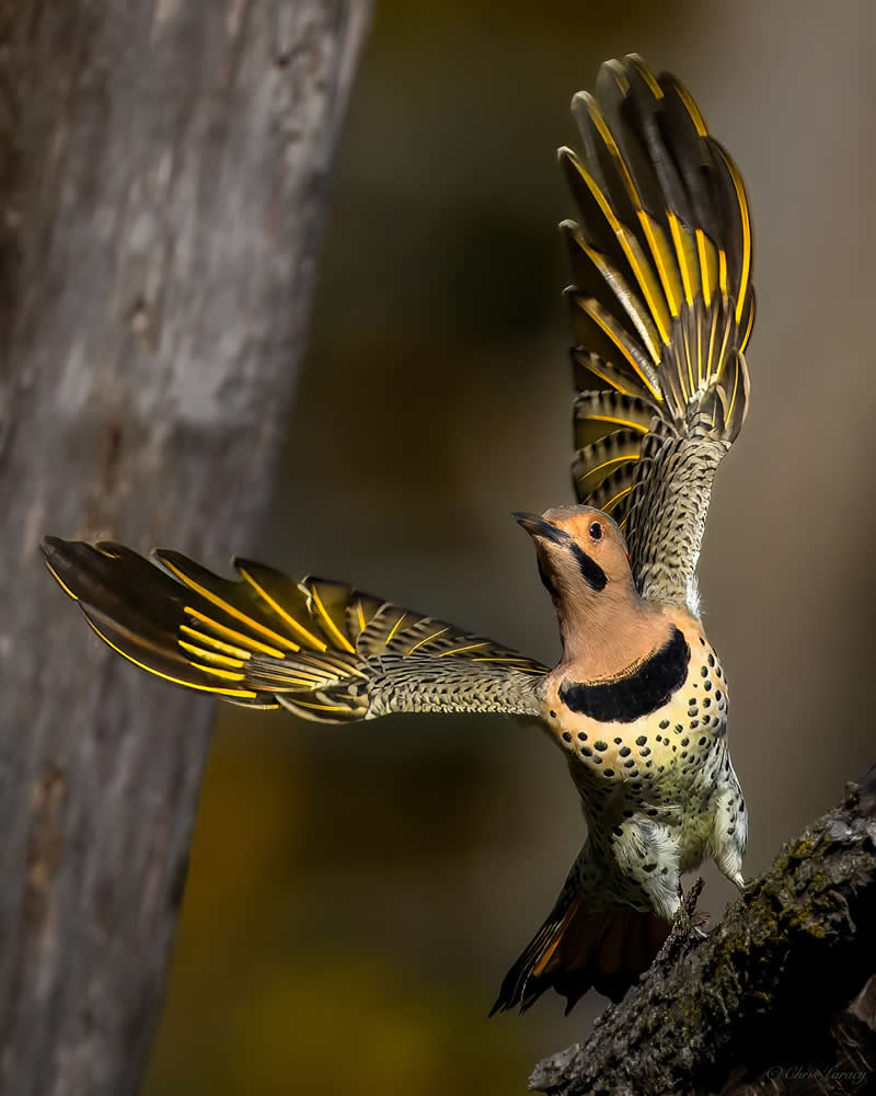 A northern flicker launches from a tree trunk with wings fully spread, revealing vibrant yellow feather shafts and spotted plumage, captured mid-flight against a softly blurred natural background with warm tones.
