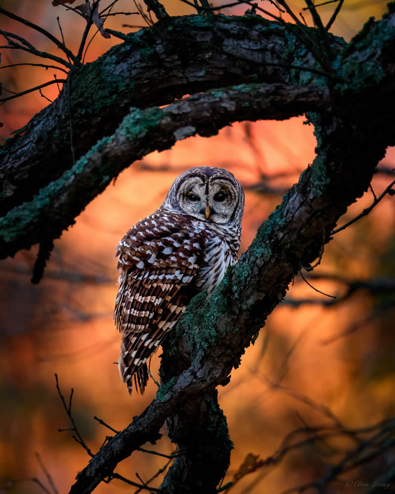 A barred owl perches quietly on a moss-covered tree branch, its detailed brown and white feathers illuminated against a warm orange sunset background, creating a calm and moody forest scene.