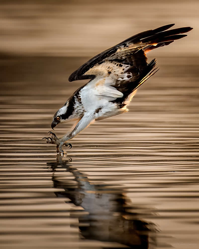 An osprey swoops down to the water’s surface with talons extended, creating ripples and reflections, captured in warm golden light as it prepares to catch fish in a dramatic hunting moment.