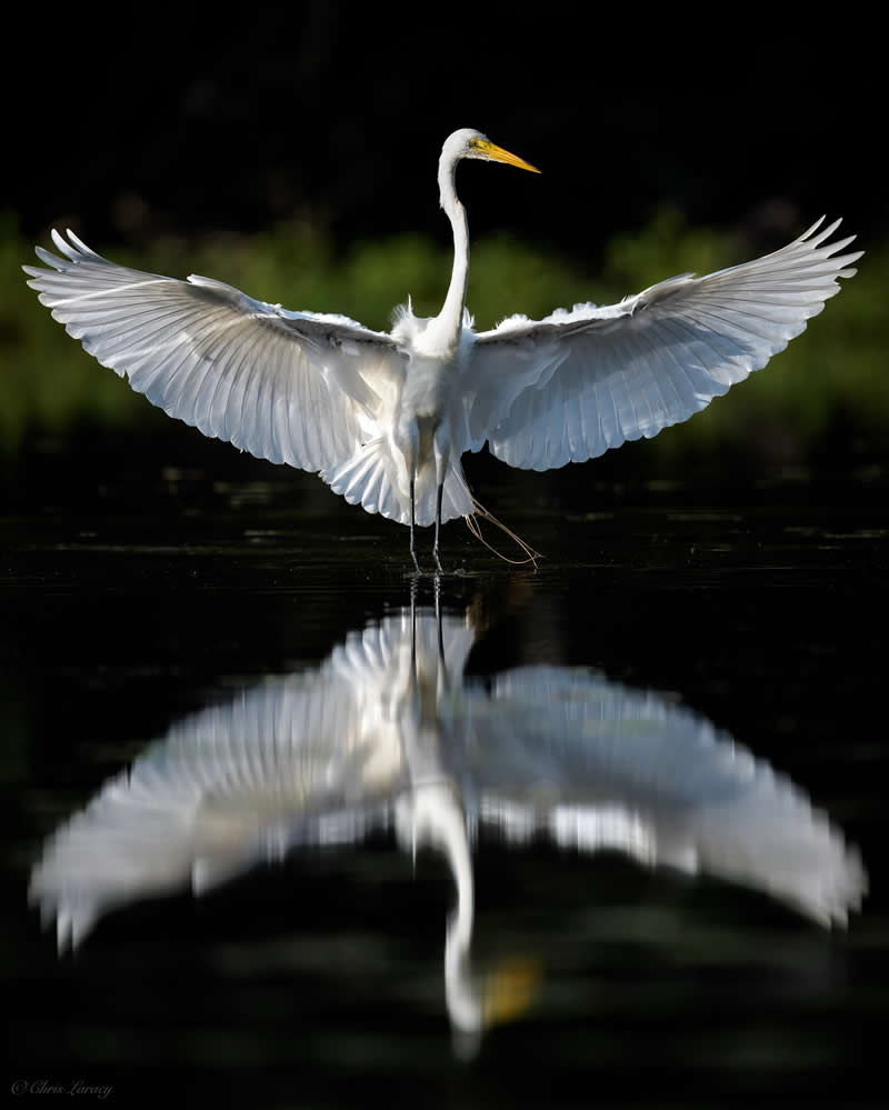 Great Egret in Reflection: Wings Spread in Perfect Symmetry