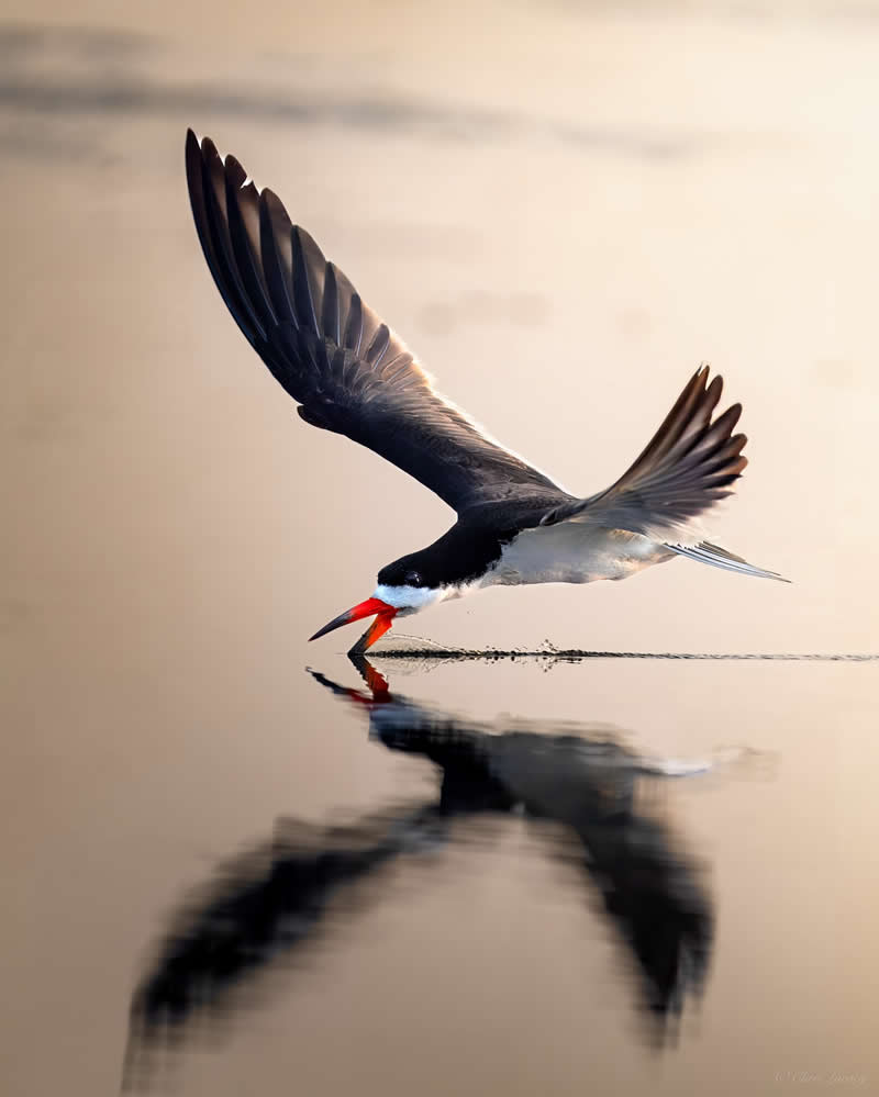 A black skimmer glides low over calm water with wings extended, its lower bill cutting through the surface to catch prey, creating ripples and a clear reflection in soft golden light.