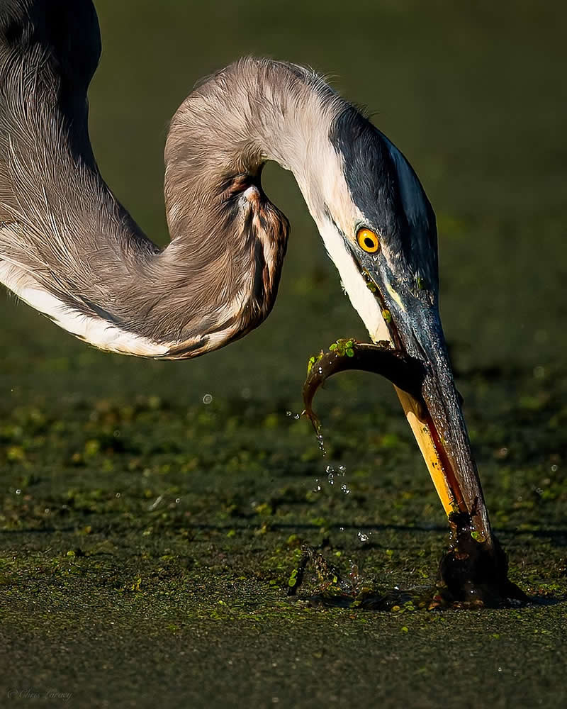 A great blue heron bends its long neck and strikes into shallow water, capturing prey with its sharp bill, droplets splashing around as its intense yellow eye focuses during a dramatic hunting moment.