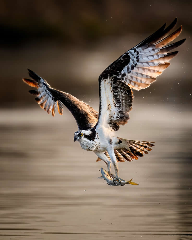 An osprey lifts off from the water with wings fully spread, clutching a freshly caught fish in its talons, droplets trailing behind as golden light highlights the powerful motion and detailed feathers.