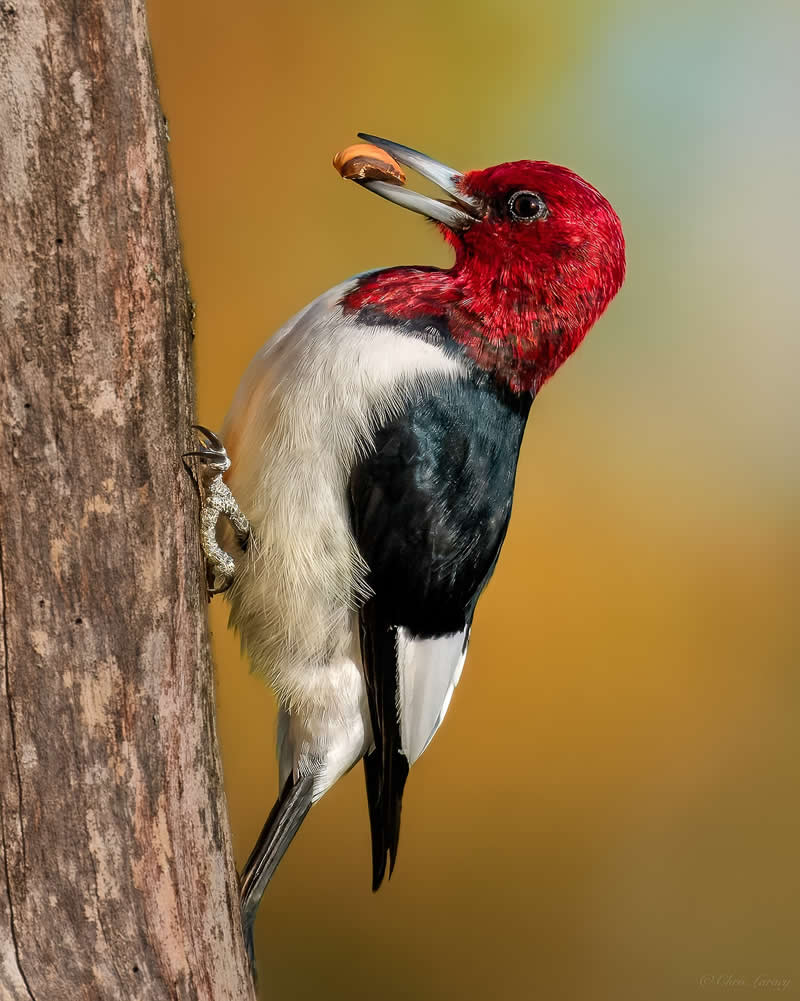 A red-headed woodpecker clings to a tree trunk holding a nut in its beak, showcasing its vivid red head and bold black-and-white plumage against a smooth, warm-toned background.