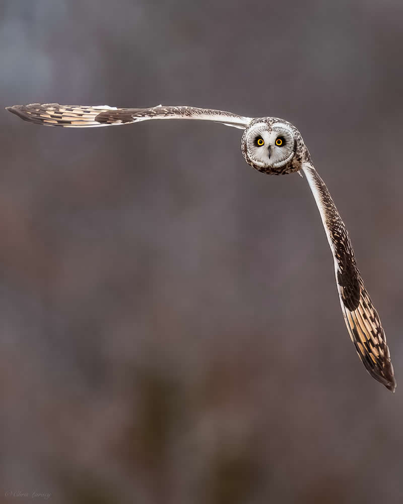 Short-eared Owl in Flight: Eyes Locked in Silent Glide
