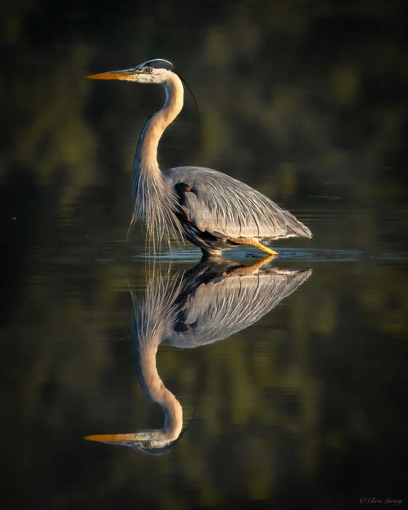 A great blue heron stands gracefully in calm water, its long neck extended and body perfectly reflected on the surface, illuminated by warm light against a dark, softly blurred natural background.