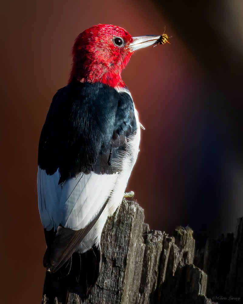 A red-headed woodpecker perches on a weathered tree stump holding an insect in its beak, its vivid red head and striking black-and-white plumage sharply highlighted against a softly blurred warm-toned background.