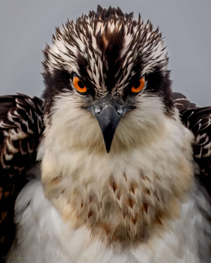 A close-up portrait of an osprey shows its piercing orange eyes and sharply hooked beak, with detailed brown and white feathers, captured against a soft neutral background emphasizing its fierce and focused expression.