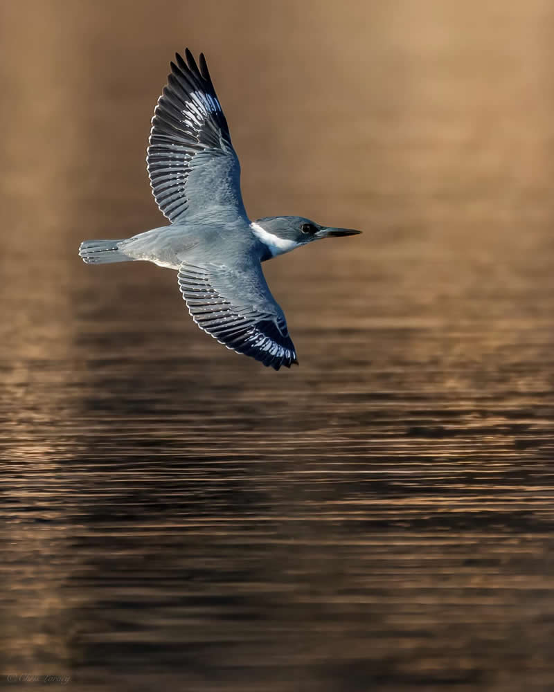 A belted kingfisher flies low over calm water with wings spread wide, its blue-gray plumage highlighted against warm golden reflections, captured mid-flight just above the surface in a dynamic and serene moment.