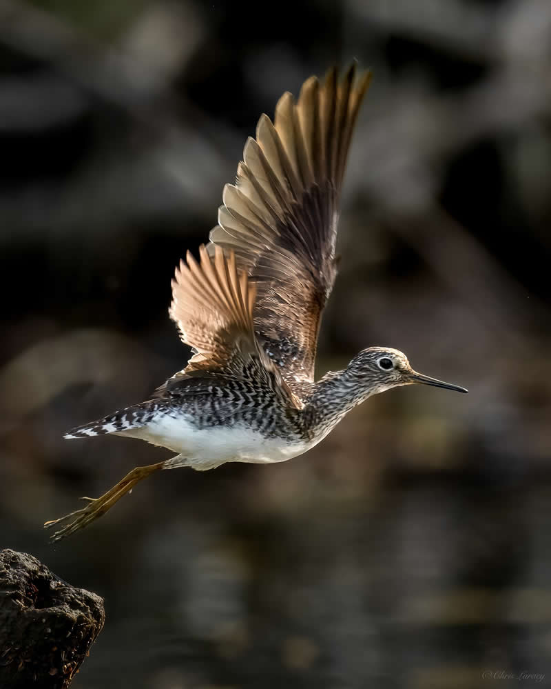 A greater yellowlegs takes off from a rocky edge with wings raised high, its slender bill and long yellow legs visible, captured mid-flight against a softly blurred natural background with warm light highlighting its patterned feathers.