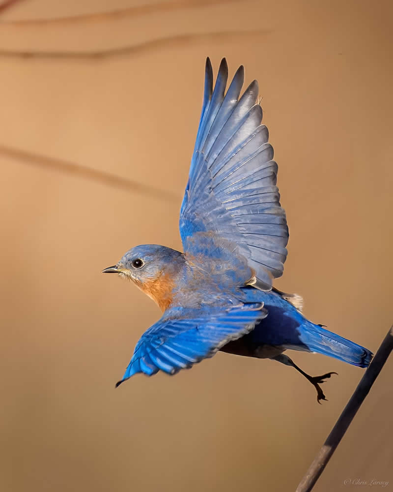 An eastern bluebird takes off from a perch with wings fully spread, displaying vivid blue feathers and a warm rust-colored chest, captured mid-flight against a soft, neutral background that highlights its delicate motion.
