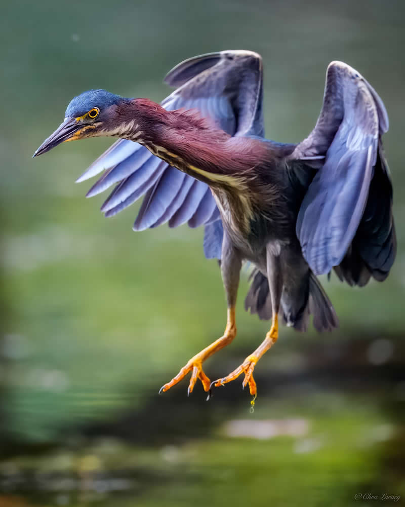 A green heron hovers just above the water with wings spread wide, showing deep chestnut and bluish tones, legs extended for landing, and sharp eyes focused ahead against a smooth green background.