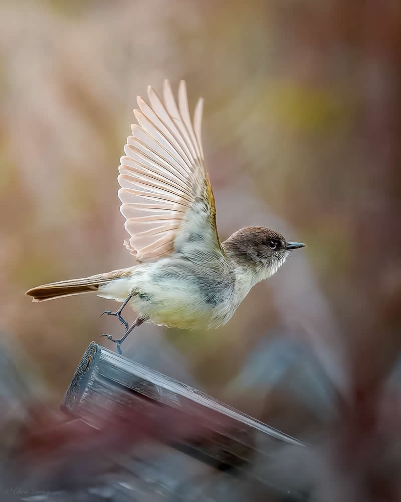 An eastern phoebe perches on a wooden branch with one wing lifted, softly backlit to reveal delicate feather details, set against a dreamy pastel background with smooth bokeh and gentle autumn tones.