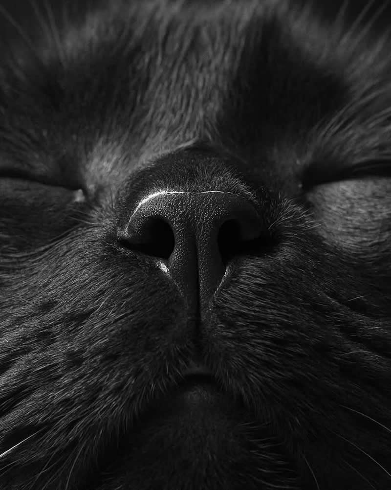 Timeless and Emotional: 30 Black and White Photos That Touch the Soul 35 Black and white close-up photo of a sleeping cat’s face, focusing on the nose, whiskers, and soft fur texture, capturing a peaceful moment with dramatic lighting and deep shadows.