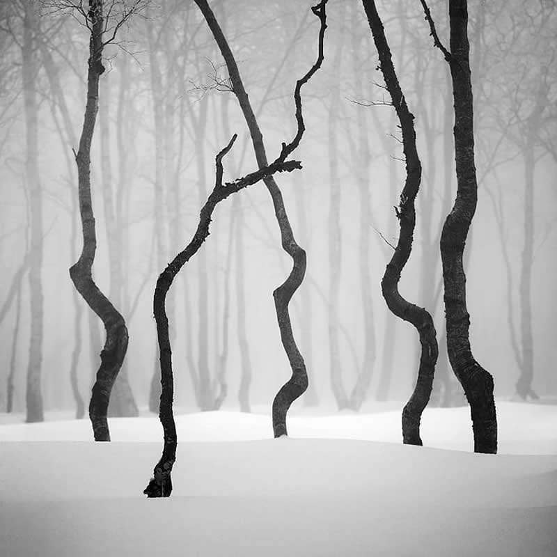 Timeless and Emotional: 30 Black and White Photos That Touch the Soul 37 Black and white minimalist landscape of twisted tree trunks standing in a quiet snowy forest, with soft fog in the background creating a serene and mysterious winter atmosphere.