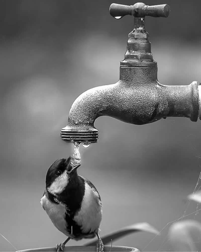Timeless and Emotional: 30 Black and White Photos That Touch the Soul 44 Black and white photo of a small bird perched beneath an old metal water tap, drinking a droplet of water falling from the faucet, capturing a delicate moment between wildlife and a simple everyday object.