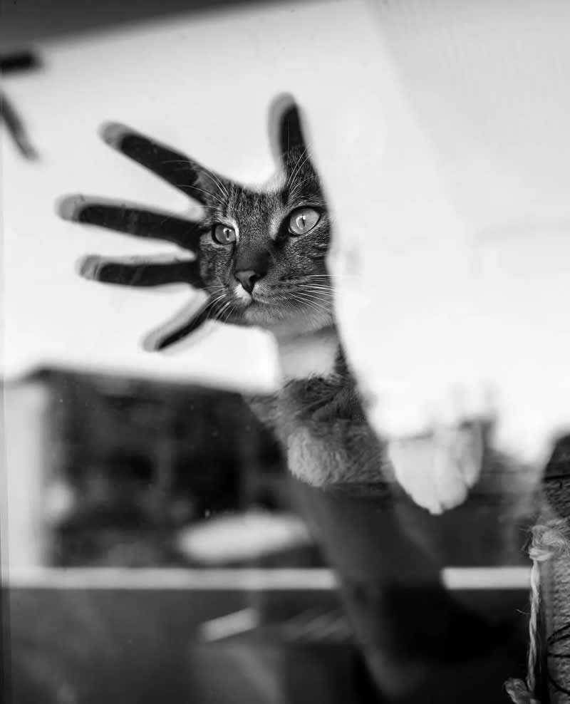 Timeless and Emotional: 30 Black and White Photos That Touch the Soul 47 Black and white photo of a curious cat pressing its paw and face against a glass window, with the paw spread wide and the cat’s eyes sharply focused, creating a playful and expressive moment.