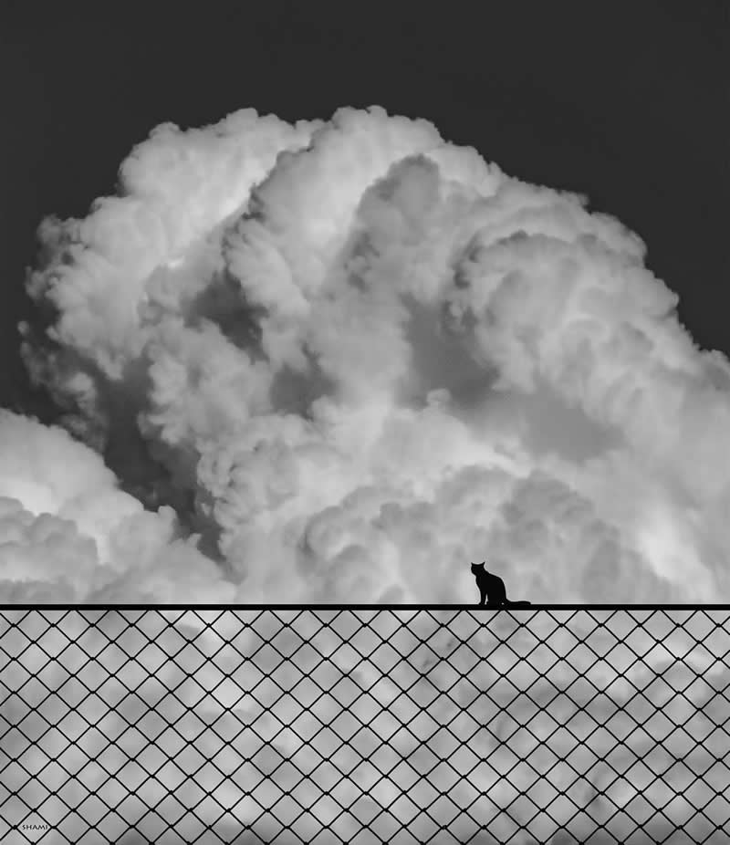 Timeless and Emotional: 30 Black and White Photos That Touch the Soul 50 Black and white minimalist photo of a small cat sitting on top of a chain-link fence, silhouetted against large dramatic clouds in the sky, creating a striking contrast between the delicate figure and the vast atmosphere.