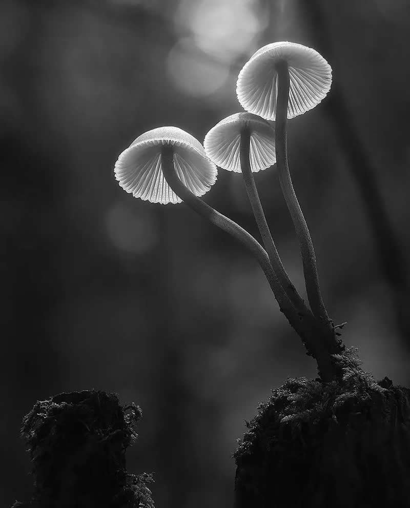 Timeless and Emotional: 30 Black and White Photos That Touch the Soul 52 Black and white macro photo of three delicate mushrooms growing from a small stump, their translucent caps glowing softly against a dark, blurred forest background.