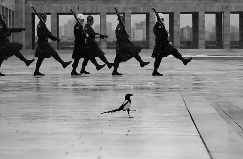 Timeless and Emotional: 30 Black and White Photos That Touch the Soul 53 Black and white photo of a small bird walking across a wet plaza in the foreground while a line of uniformed soldiers march in step behind it, creating a striking contrast between freedom and discipline.