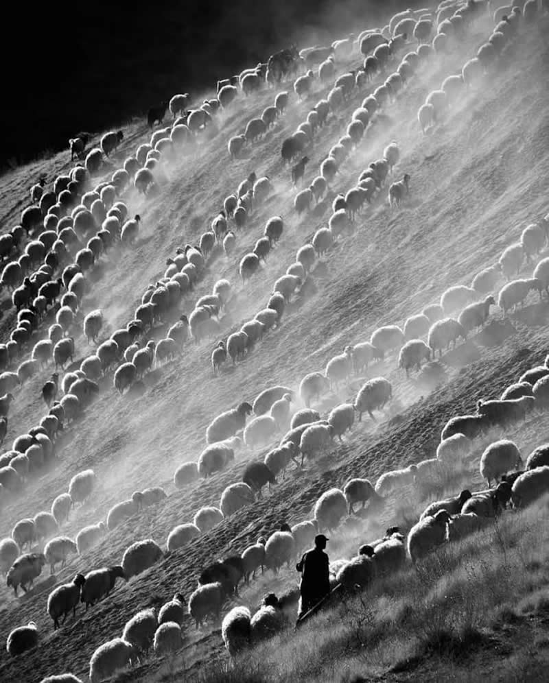 Timeless and Emotional: 30 Black and White Photos That Touch the Soul 58 Black and white photo of hundreds of sheep moving across a steep hillside in soft morning light and mist, with a shepherd walking among them, creating flowing patterns across the landscape.